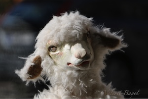 Schaf-Handpuppe im Schaufenster des Ateliers Figurart in Hamburg St. Georg